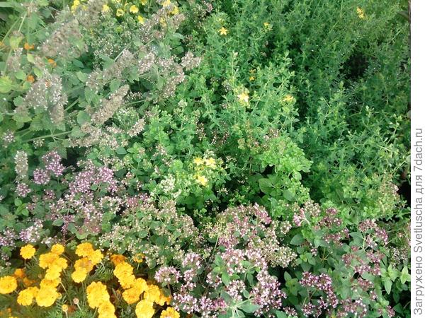 лек. грядка