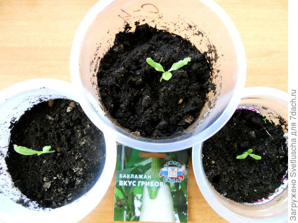 рассада баклажанов