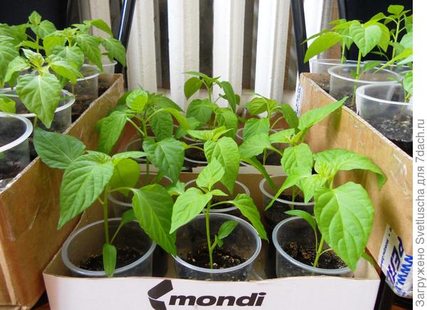 перец сорт Гладиатор