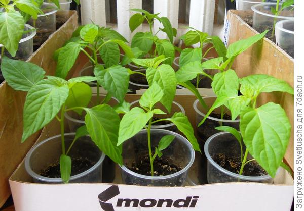 перц гладиатор