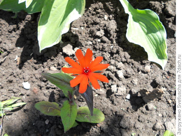 лихнис Аркрайта