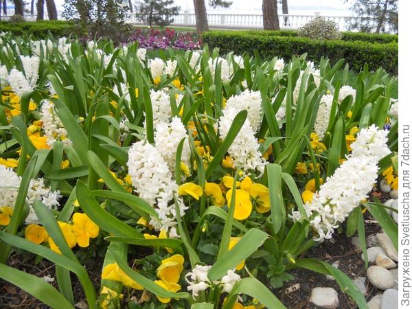 гиацинты и анютины глазки