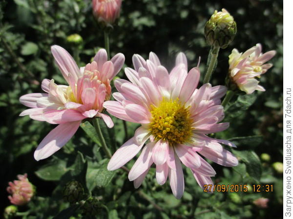 хризантема