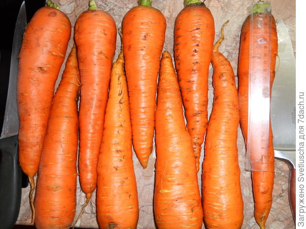 прошлогодняя морковь