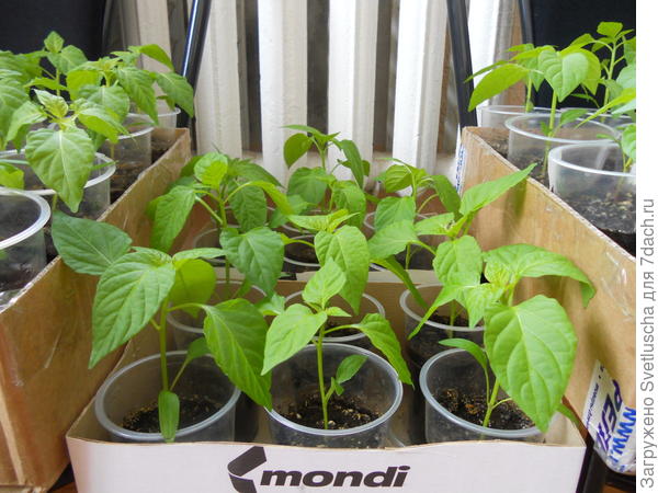 здесь им месяц и неделя