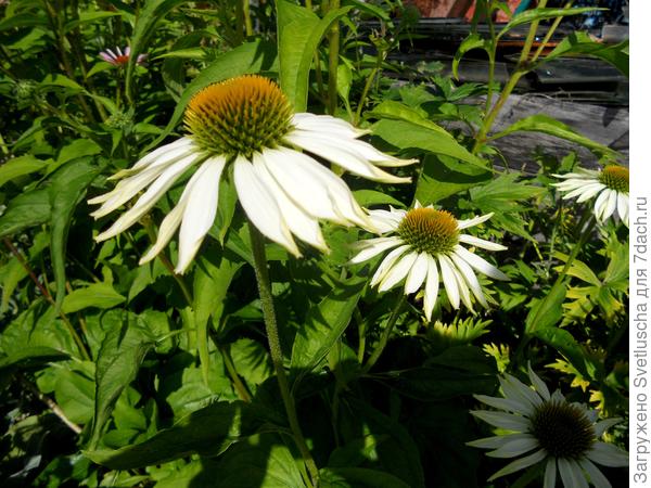 Белый Лебедь