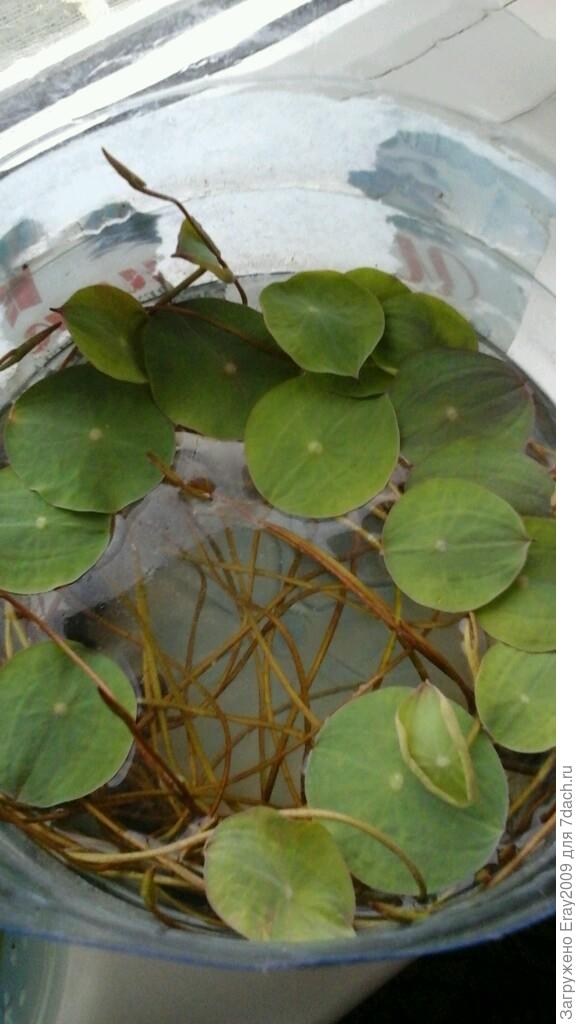 Это побеги лотосов