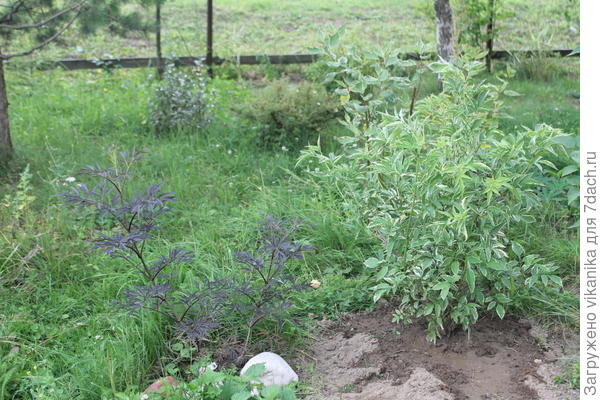 elderberry