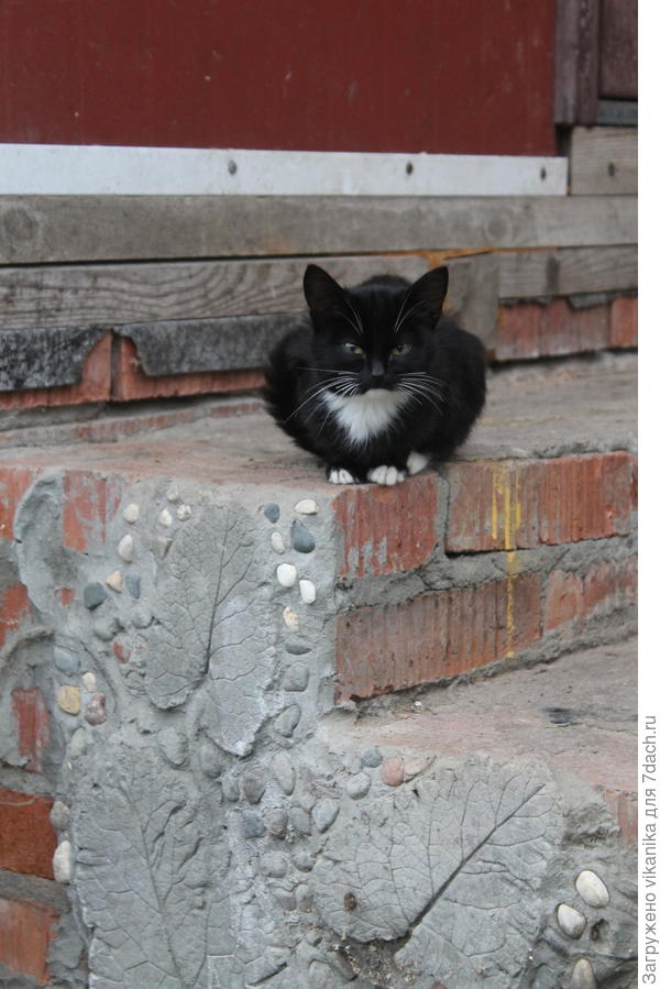 кошка