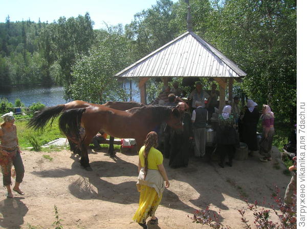 лошади
