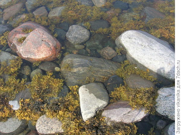 водоросли