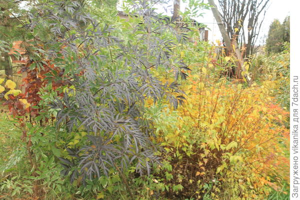 бузина с черными листьями