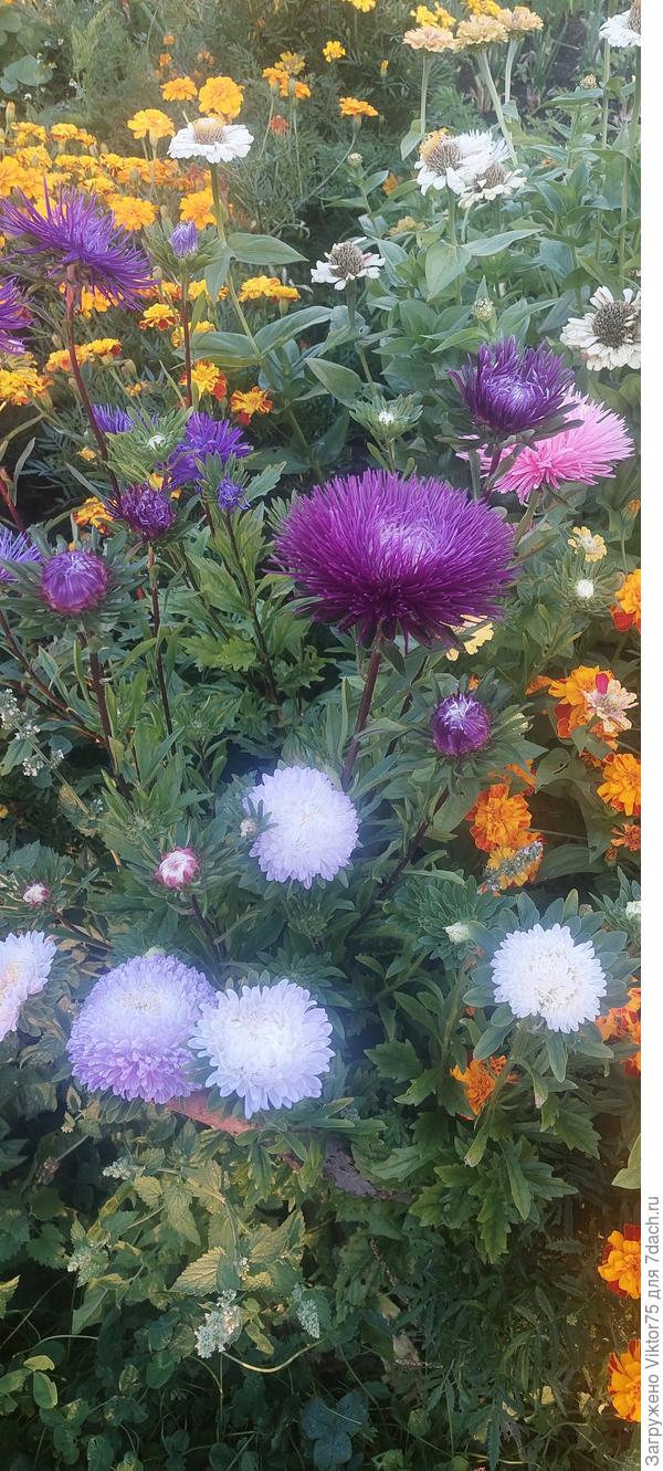 Осенью цветы всегда в радость!