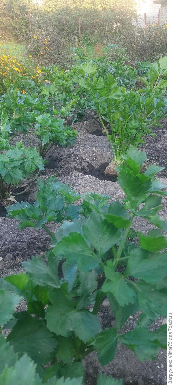 Грядка сельдерея