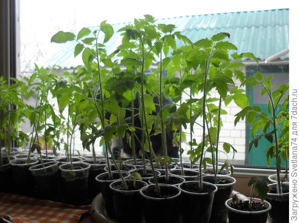 Рассада помидор.
