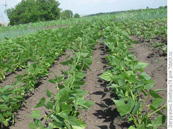 Чёрная фасоль.