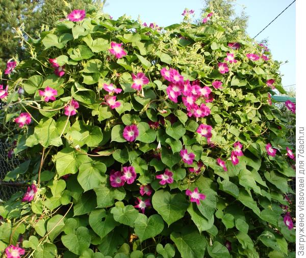 Это моя любимая "Скарлет О,Хара" сажаю в начале мая в грунт...