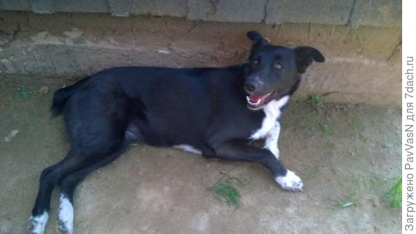 А это и есть наш найденыш-девочка. Наша любимица!!!!!