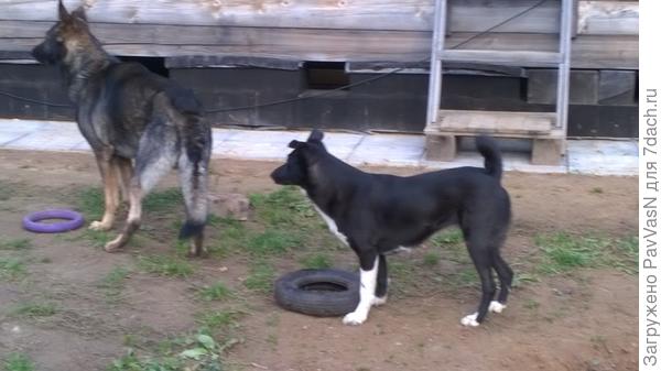 ура! вот они: наши "детки". Старшенький-мальчик и младшенькая-девочка)