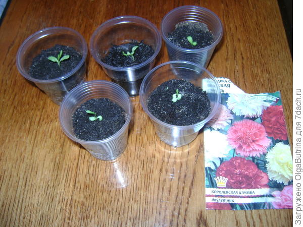 Венская гвоздика