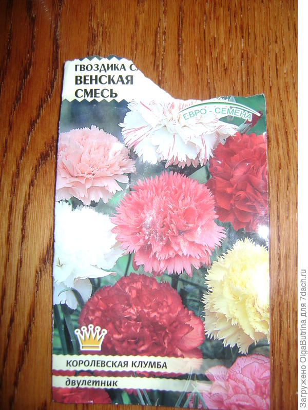 Венская гвоздика