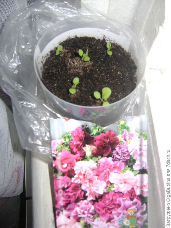 Петуния махровая