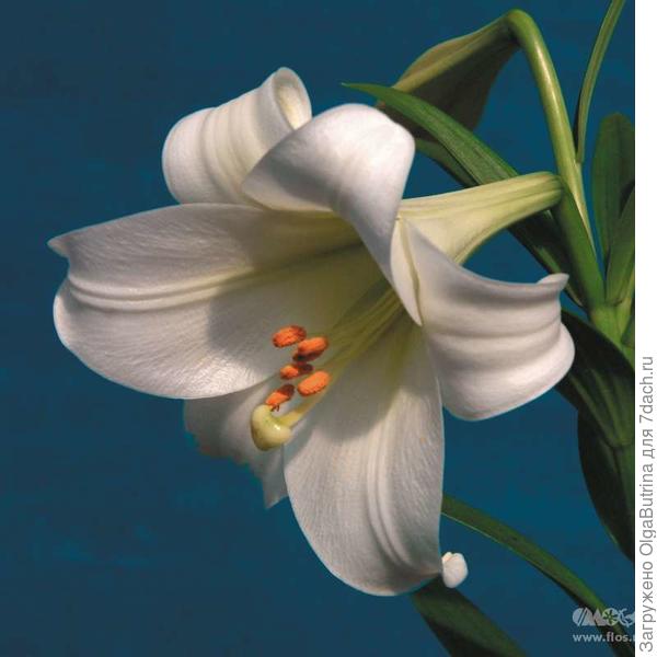 лилия
