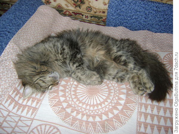 А иногда спим вот так