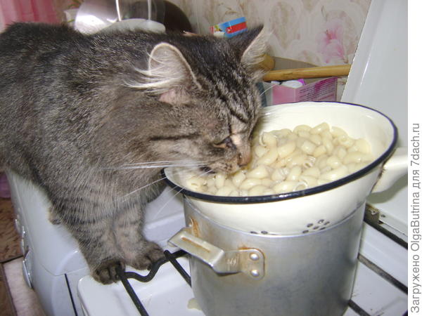 Шастик - поедатель макарон