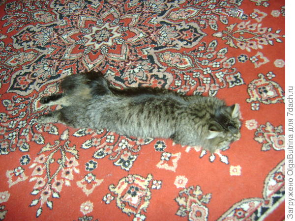 Вот так, протянув ножки, мы тоже иногда спим