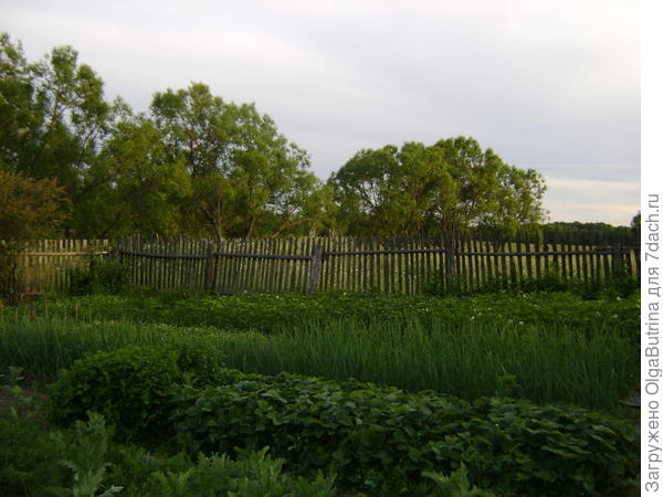 огород