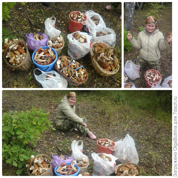 Грибочки в наших лесах