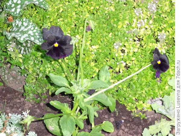 виола черная