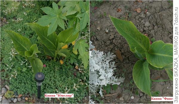 Канны Ювелир и Канны Фаисон