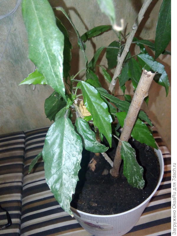 И тут пестрота присутствует