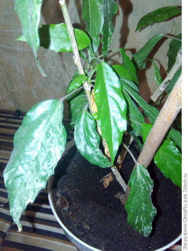 Снизу листья пёстрые