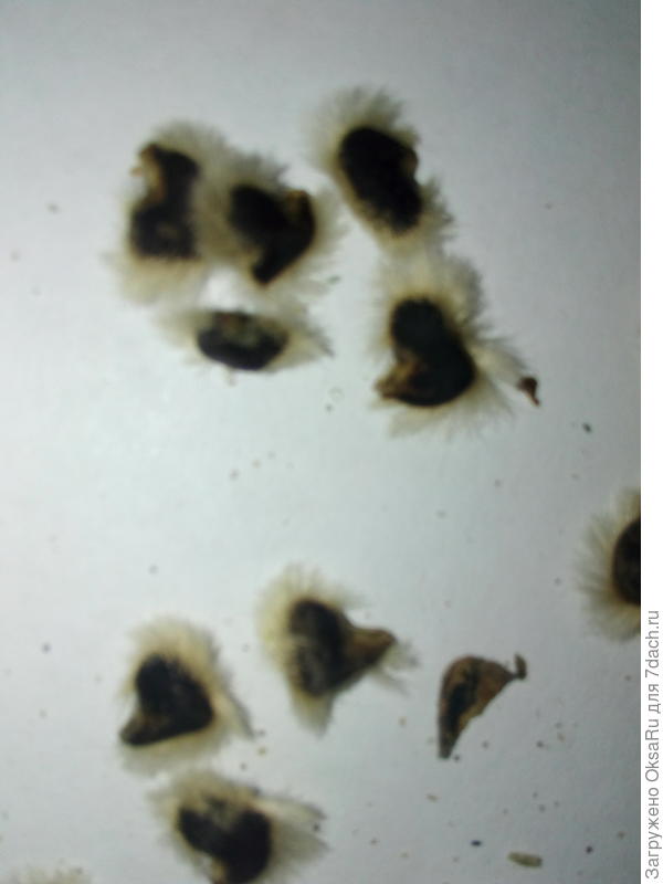 Вид семян поближе