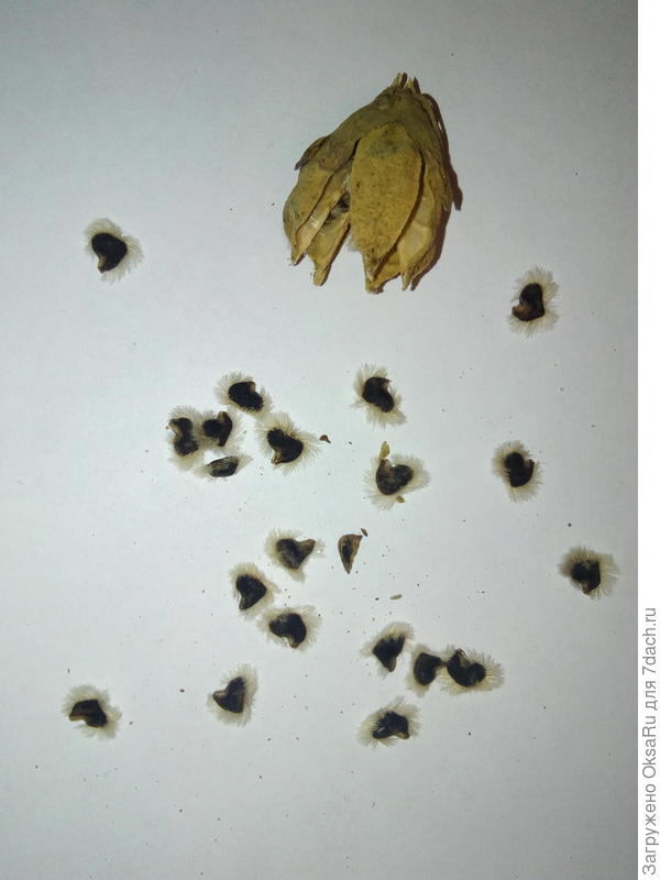 Общий вид коробочки и семян. С куста сорвала сегодня утром