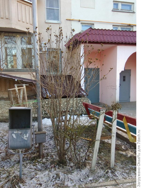 Куст во весь рост