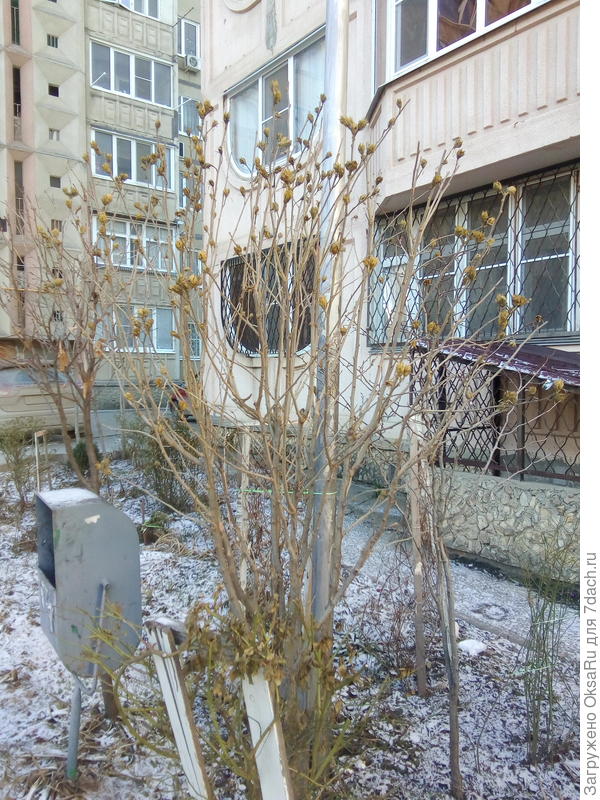 Вот он, наш красавец...