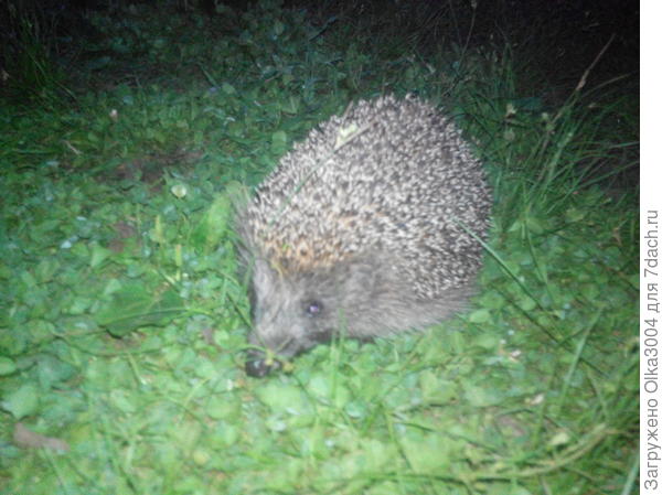 гость нашего двора