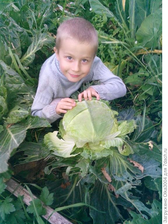 мой сынка в капусте