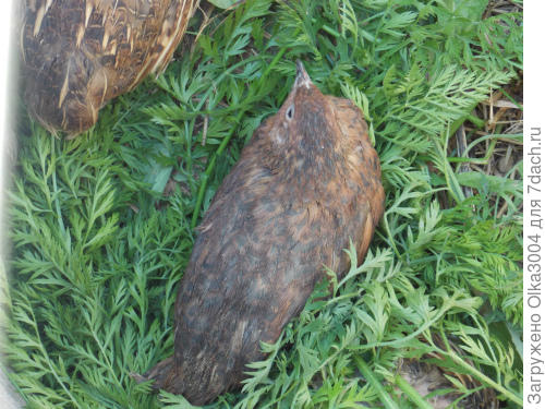 английская черная,