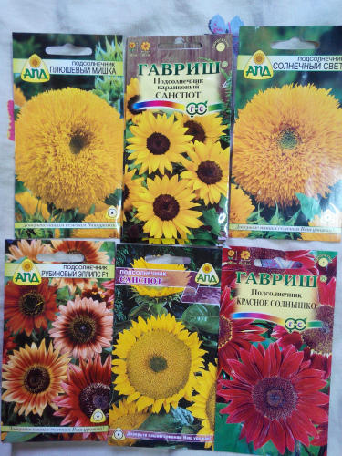 люблю подсолнухи