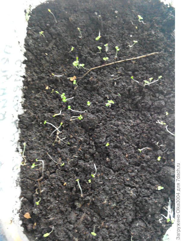 смесь окрасок