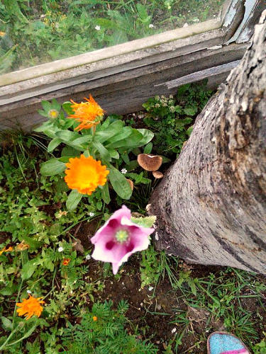 с маком в компании