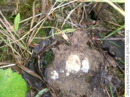 вот так росли