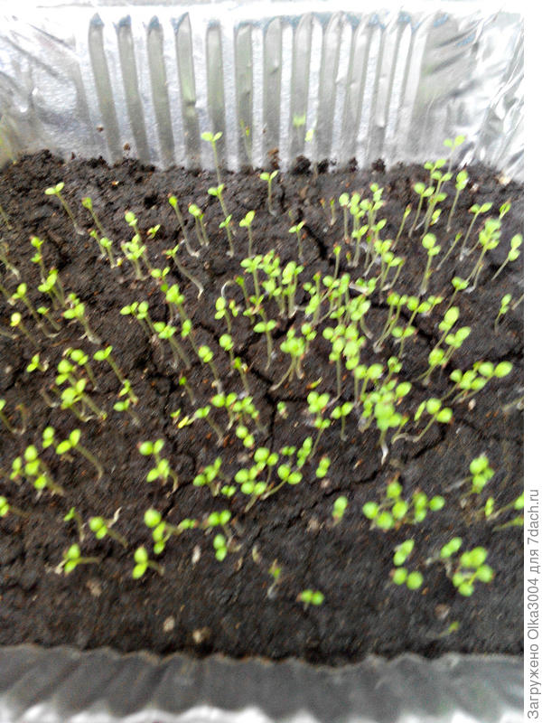 петуния звезда