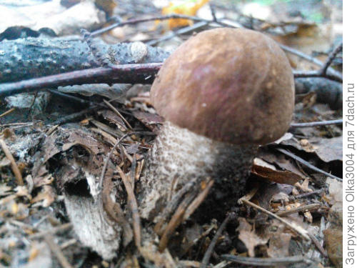 грибочек сыночка