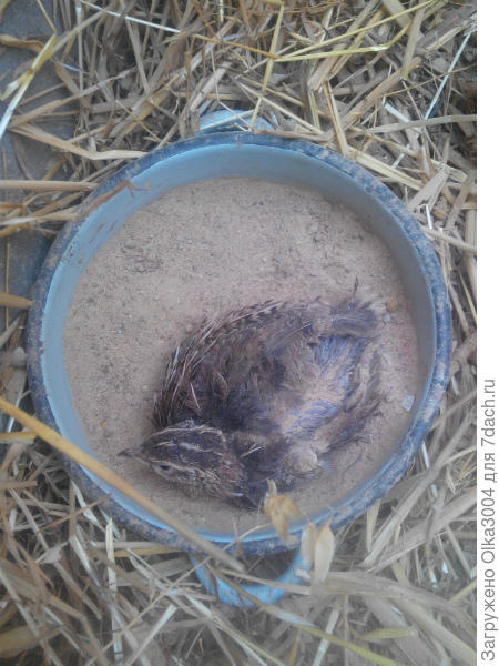 купается в песочке